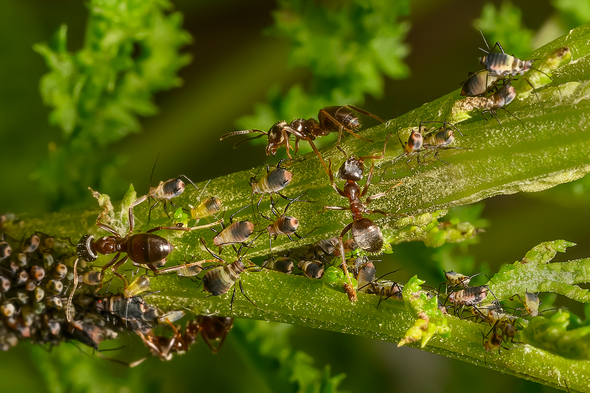 Le peuple du jardin